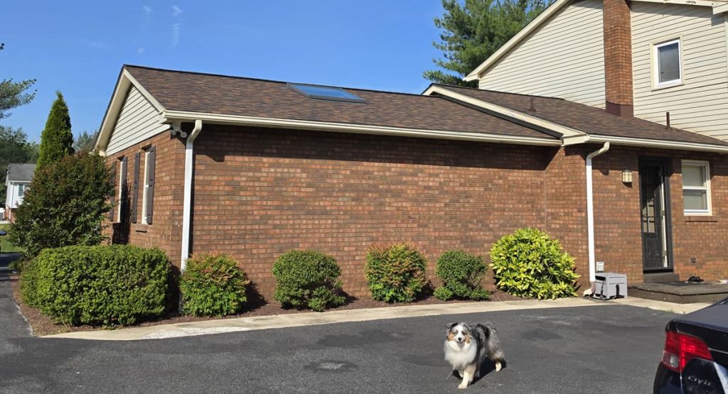 Australian Shepherd standing in a parking lot in front of a brick building with trimmed shrubs and white gutters.